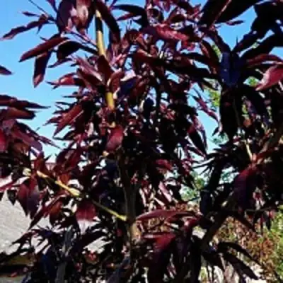 Персик БУРГУНДИ краснолистный в Кобрине