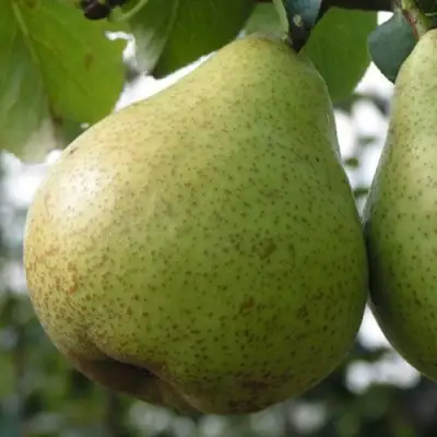 Груша ПЛАТОНОВСКАЯ в Кобрине