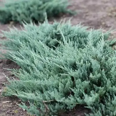 Можжевельник БЛЮ ЧИП горизонтальный  в Кобрине