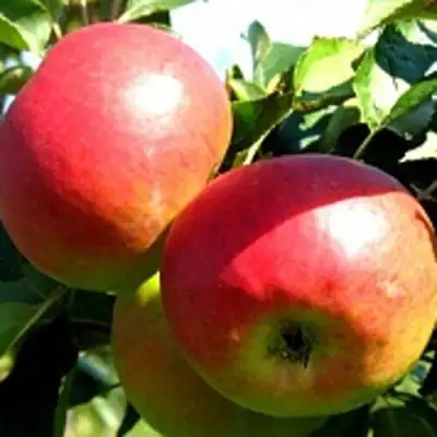 Яблоня СОКОЛОВСКОЕ стелющаяся в Кобрине