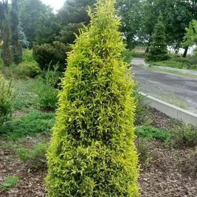 Можжевельник ГОЛД КОН обыкновенный в Кобрине