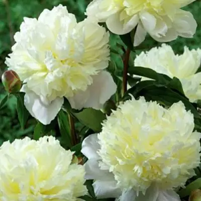 Пион ЛАУРА ДЕСЕРТ травянистый в Кобрине