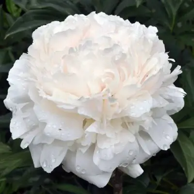 Пион БРАЗЕР ЧАК травянистый в Кобрине