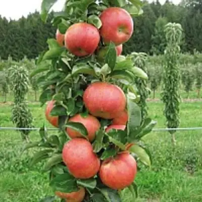 Яблоня ЯНТАРНОЕ ОЖЕРЕЛЬЕ колонновидная в Кобрине