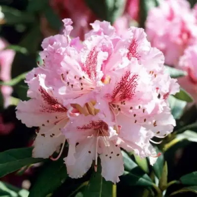 Рододендрон ЧИР в Кобрине