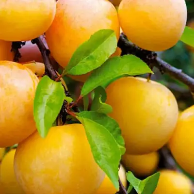 Слива МЕДОВАЯ ЖЁЛТАЯ в Кобрине