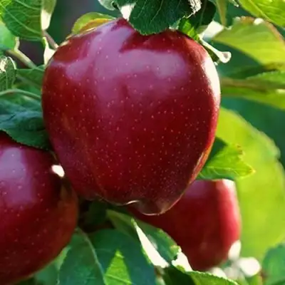 Яблоня РЕД ЧИФ в Кобрине