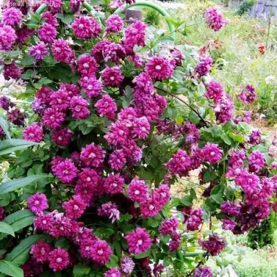 Клематис ПУРПУРЕА ПЛЕНА ЭЛЕГАНС в Кобрине