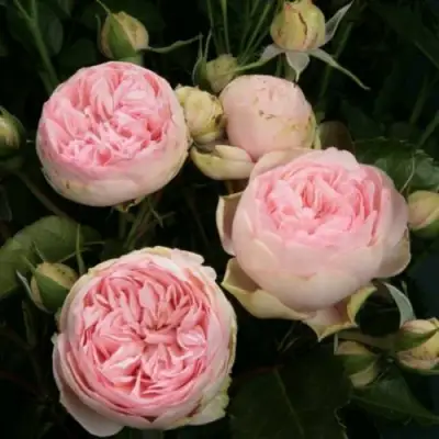 Роза ЧАРМИНГ ПИАНО спрей в Кобрине