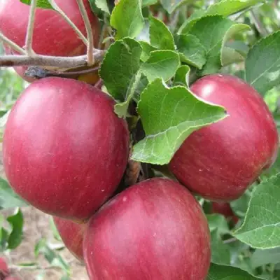 Яблоня МОСКОВСКОЕ ОЖЕРЕЛЬЕ колонновидная в Кобрине