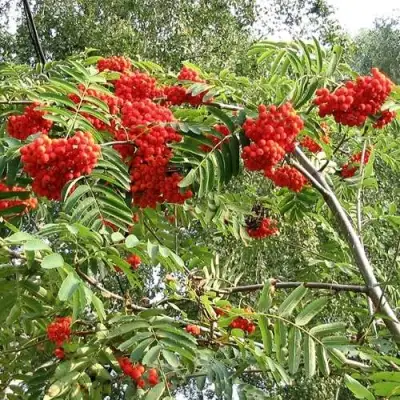 Рябина САХАРНАЯ ПЕТРОВА сладкоплодная в Кобрине