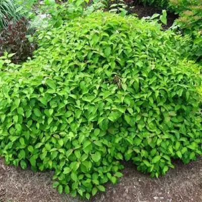 Дерен КЕЛСЕИ шелковистый  в Кобрине