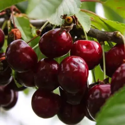 Вишня НОВОДВОРСКАЯ в Кобрине