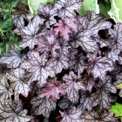 Гейхера ШУГА ФРОСТИНГ в Кобрине