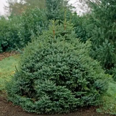 Ель НАНА сербская в Кобрине