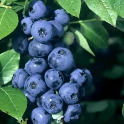 Голубика НОРТ КАНТРИ в Кобрине