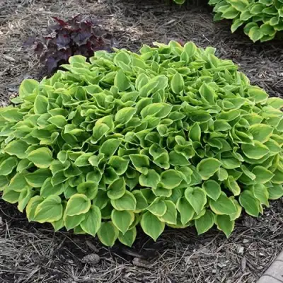 Хоста ГОЛДЕН ТИАРА в Кобрине