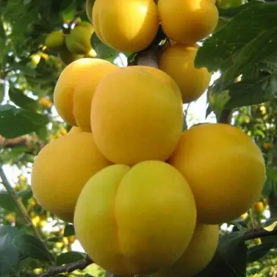 Слива ЛОДВА в Кобрине