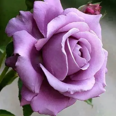 Роза МАЙЗЕР чайно-гибридная в Кобрине