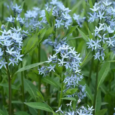 Амсония иволистная в Кобрине