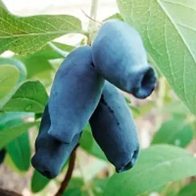 Жимолость съедобная АМФОРА в Кобрине