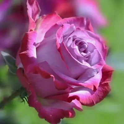 Роза ДИП ВОТЕР чайно-гибридная в Кобрине