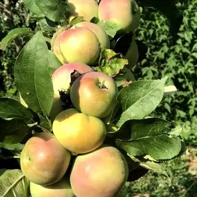 Яблоня ПРИОКСКОЕ колонновидная в Кобрине