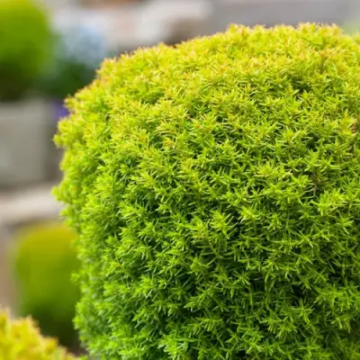 Туя АННИЕК западная в Кобрине