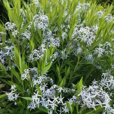 Амсония иволистная в Кобрине