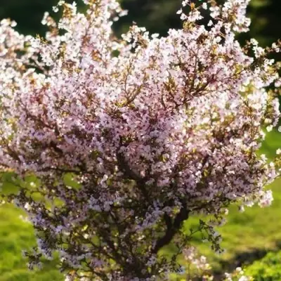 Сакура КОЙО НО МАЙ в Кобрине