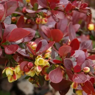 Барбарис КАРМЕН тунберга в Кобрине