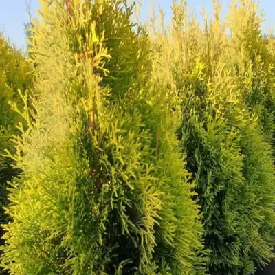 Туя ГОЛДЕН СМАРАГД западная в Кобрине