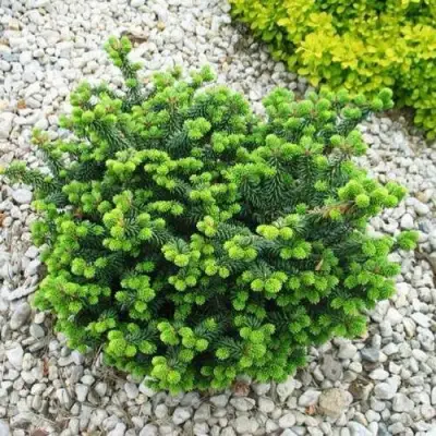 Пихта НАНА бальзамическая в Кобрине