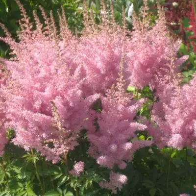 Астильба ЭДЕНС ОДИССЕЙ Арендса в Кобрине