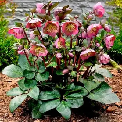 Морозник ВОСТОЧНЫЙ в Кобрине