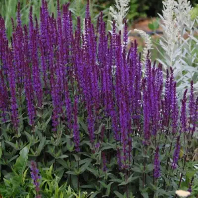 Шалфей КАРАДОНА в Кобрине