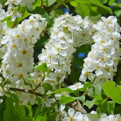 Черемуха ЧАЙКА в Кобрине