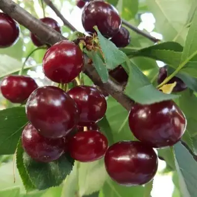 Дюк СЛАВЯНКА в Кобрине