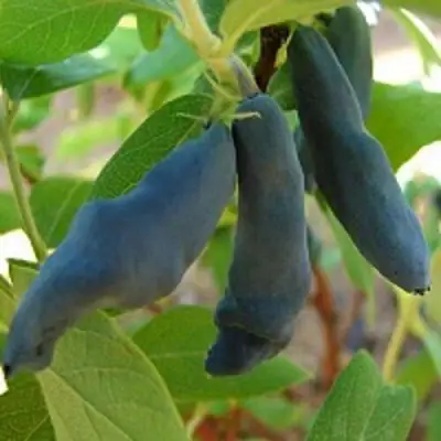 Жимолость съедобная НИМФА (ГАММА) в Кобрине