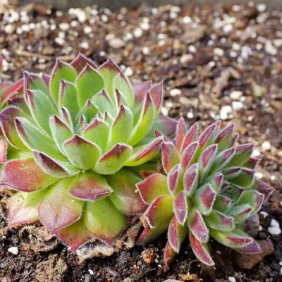 Молодило РУССКОЕ в Кобрине