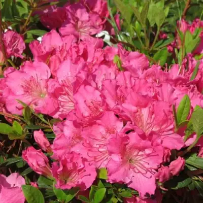 Азалия КИРСТИН японская в Кобрине