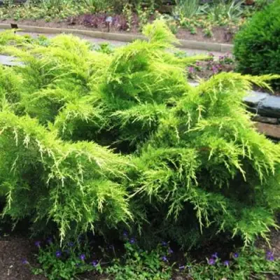 Можжевельник ГОЛД КОСТ средний в Кобрине