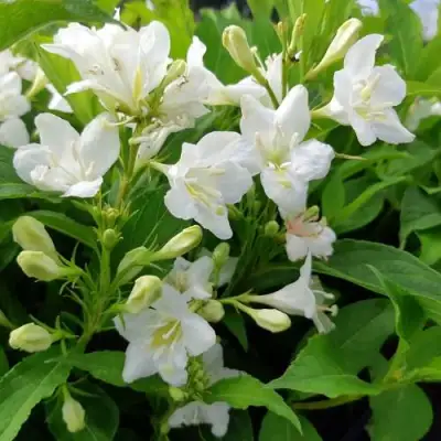 Вейгела БРИСТОЛЬСКАЯ СНЕЖИНКА в Кобрине