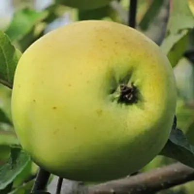 Яблоня РОССИЯНКА в Кобрине