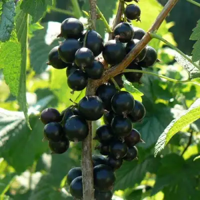 Смородина черная ВОЛОГДА в Кобрине