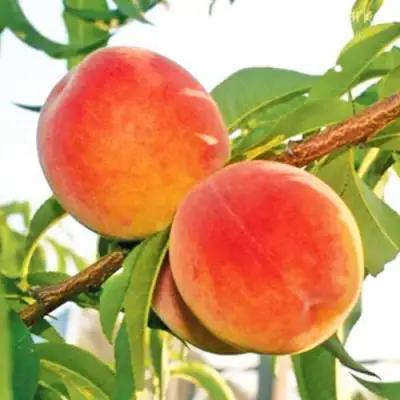 Персик ОНТАРИО в Кобрине