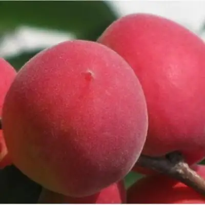 Абрикос РУБИН в Кобрине