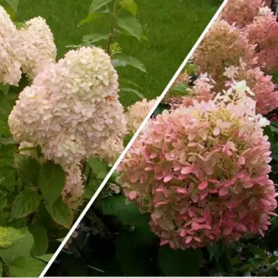 Комплект НЕЖНЫЕ ЧУВСТВА в Кобрине