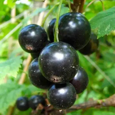 Смородина чёрная ЛЕНТЯЙ в Кобрине