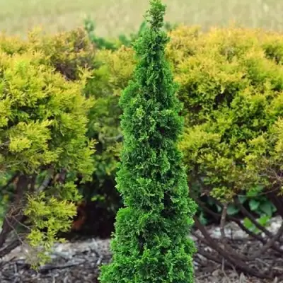 Туя СПИРАЛИС МИНИ западная в Кобрине